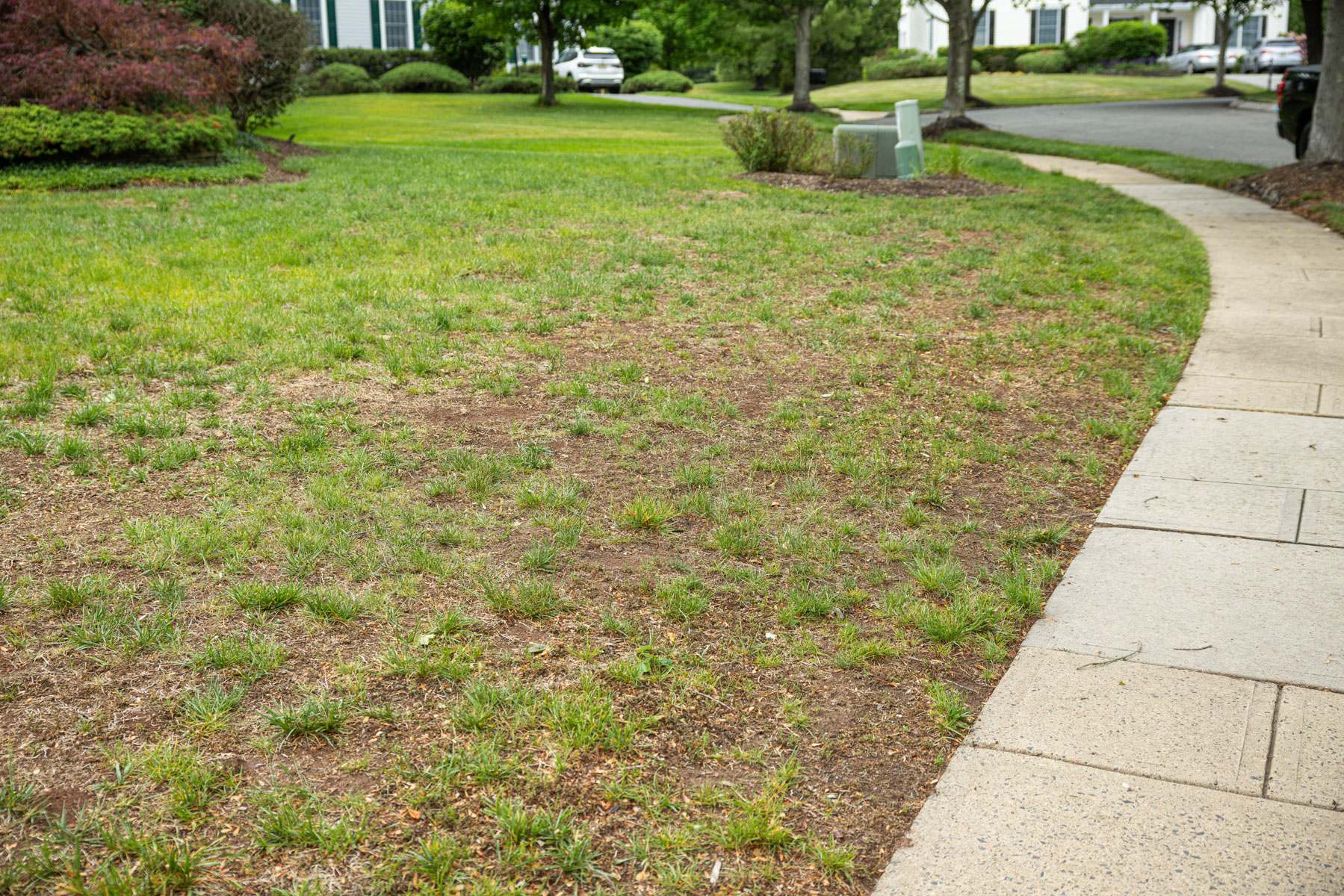 lawn with bare spots after extreme summer conditions