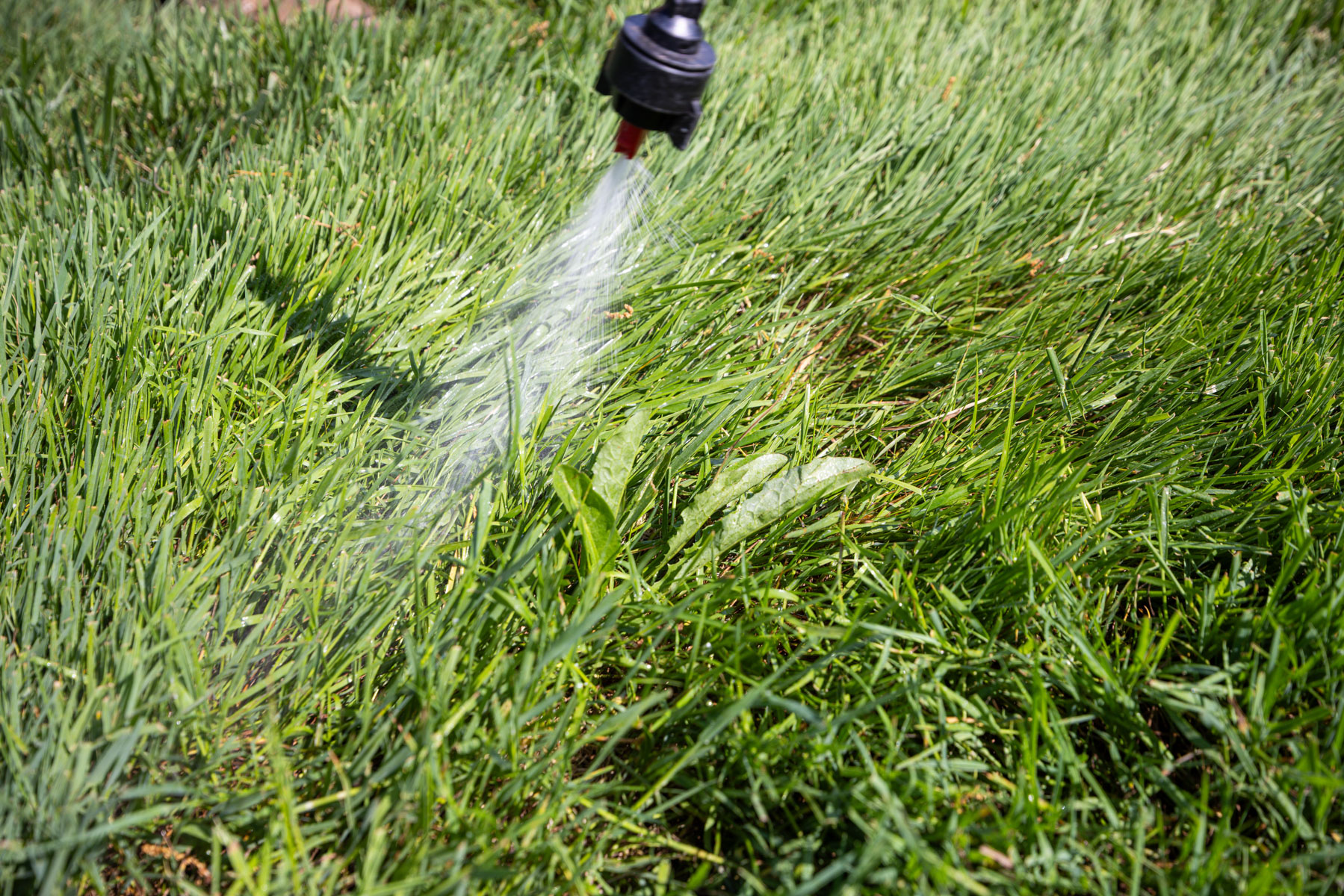 fall weed control prevents regrowth in spring