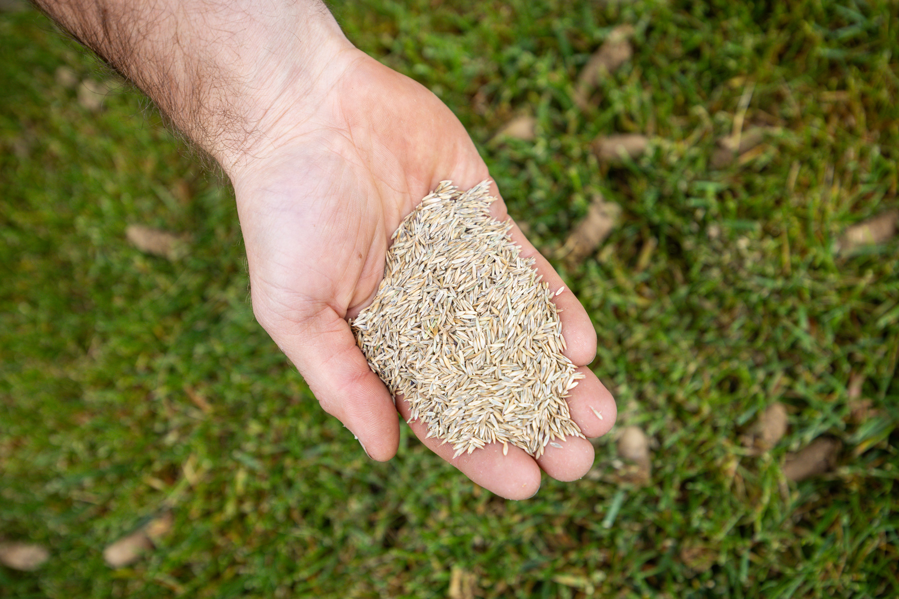 grass seed establishes well in the fall