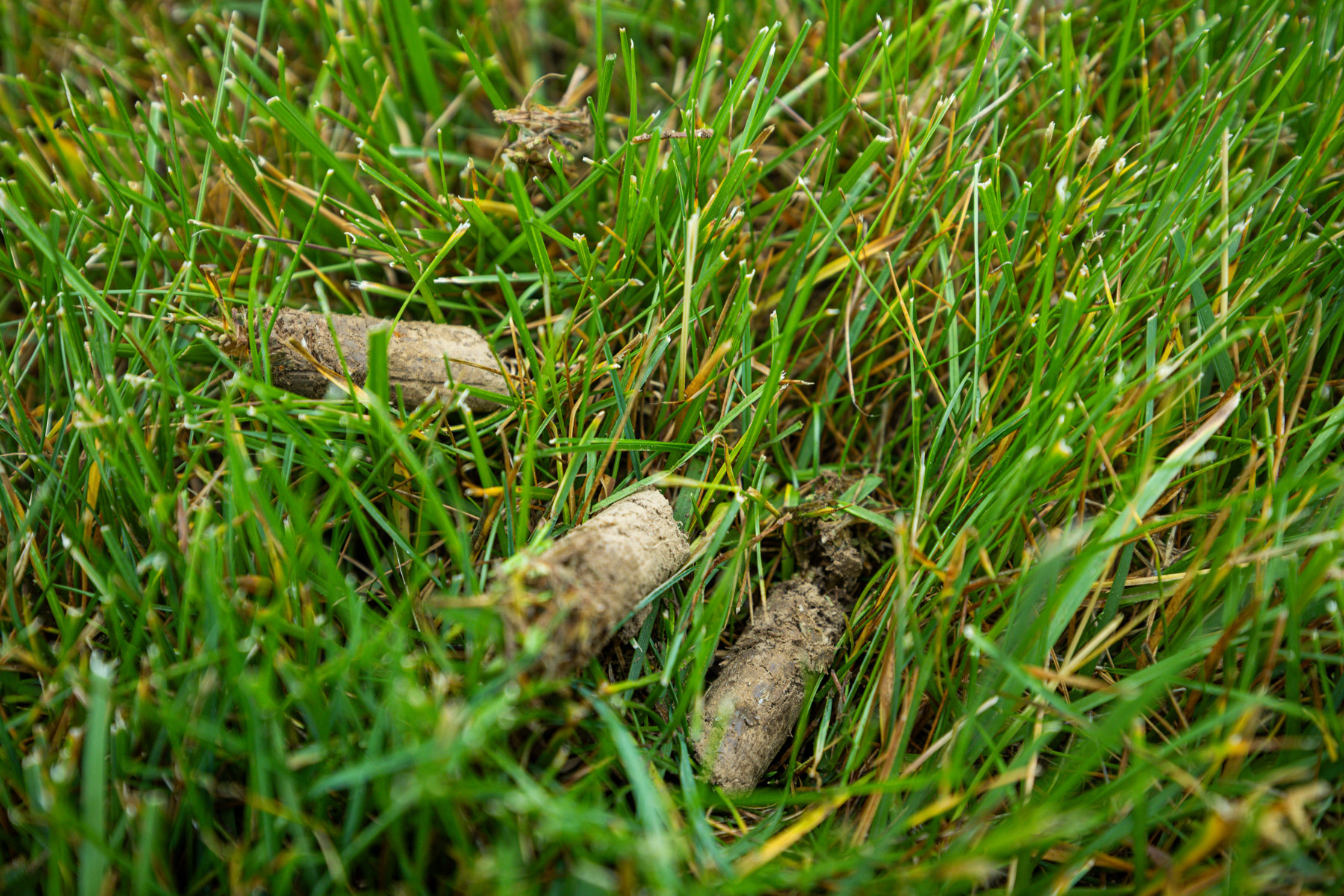 soil plugs left behind after core aeration naturally break down over time