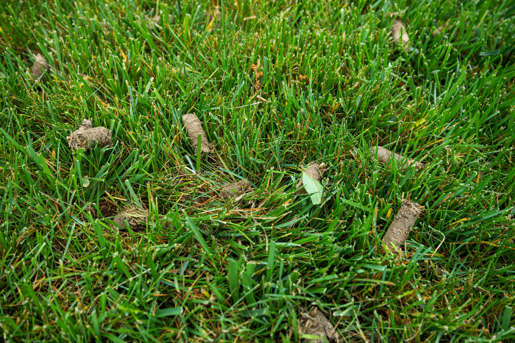 aeration plugs in a lawn
